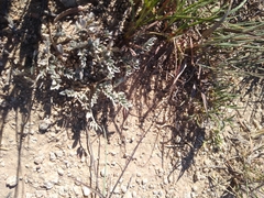 Astragalus missouriensis