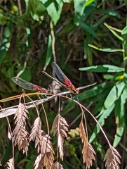 Hetaerina americana