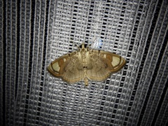 Pycnarmon pantherata