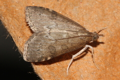 Udea prunalis