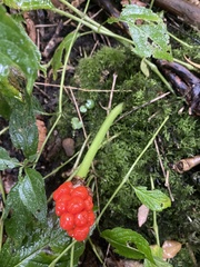 Arum maculatum