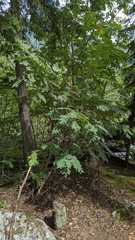 Sorbus scopulina