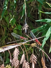 Hetaerina americana