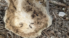 Camponotus sylvaticus