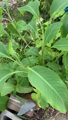 Canna indica