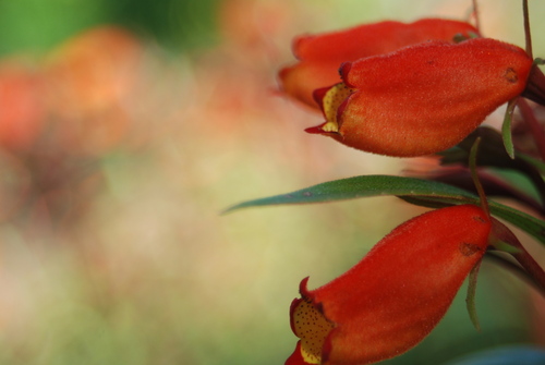 Seemannia sylvatica