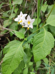 Solanum furcatum