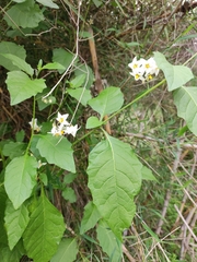 Solanum furcatum