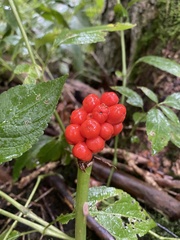 Arum maculatum