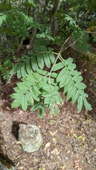 Sorbus scopulina