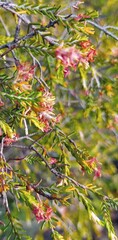 Passerina obtusifolia