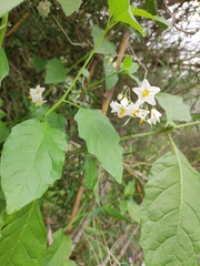Solanum furcatum