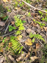 Thelypteris palustris