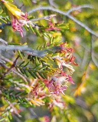 Passerina obtusifolia