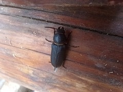 Spondylis buprestoides