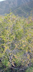 Passerina obtusifolia