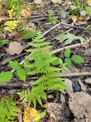 Thelypteris palustris