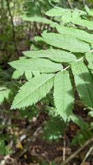 Sorbus scopulina