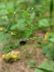 Panicum gattingeri