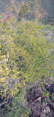 Passerina obtusifolia