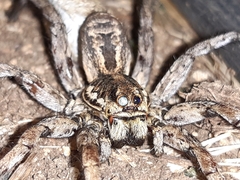 Lycosa hispanica