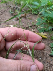 Panicum gattingeri