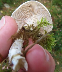Leucocybe connata