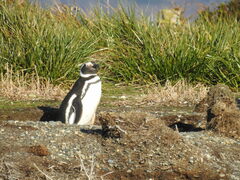 Spheniscus magellanicus