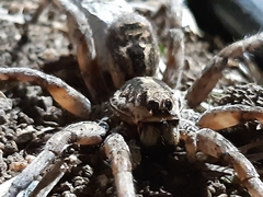 Lycosa hispanica