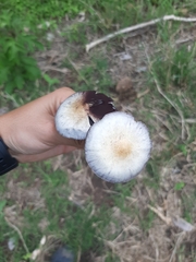 Psilocybe cubensis