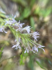 Liatris elegans