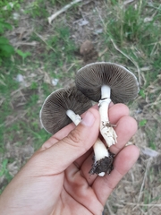 Psilocybe cubensis