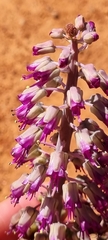 Lachenalia violacea