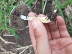 Psilocybe cubensis