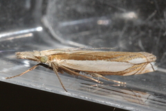 Crambus pascuella