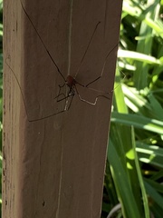 Leiobunum