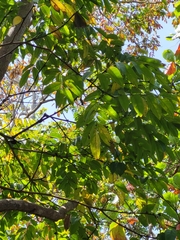 Pterocarpus officinalis