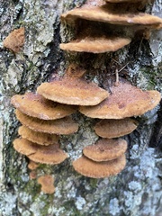 Fuscoporia