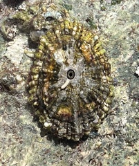 Fissurella barbadensis