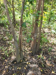 Pterocarpus officinalis