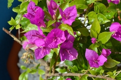 Bougainvillea glabra
