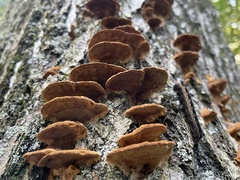 Fuscoporia