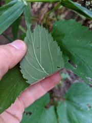 Humulus lupulus lupulus