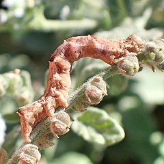 Acontia lucida