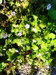 Geranium pyrenaicum