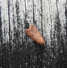 Tachystola acroxantha