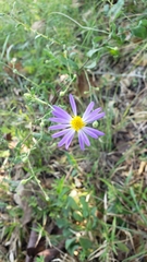 Symphyotrichum shortii