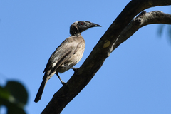 Philemon buceroides