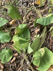 Matelea carolinensis