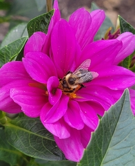 Bombus impatiens